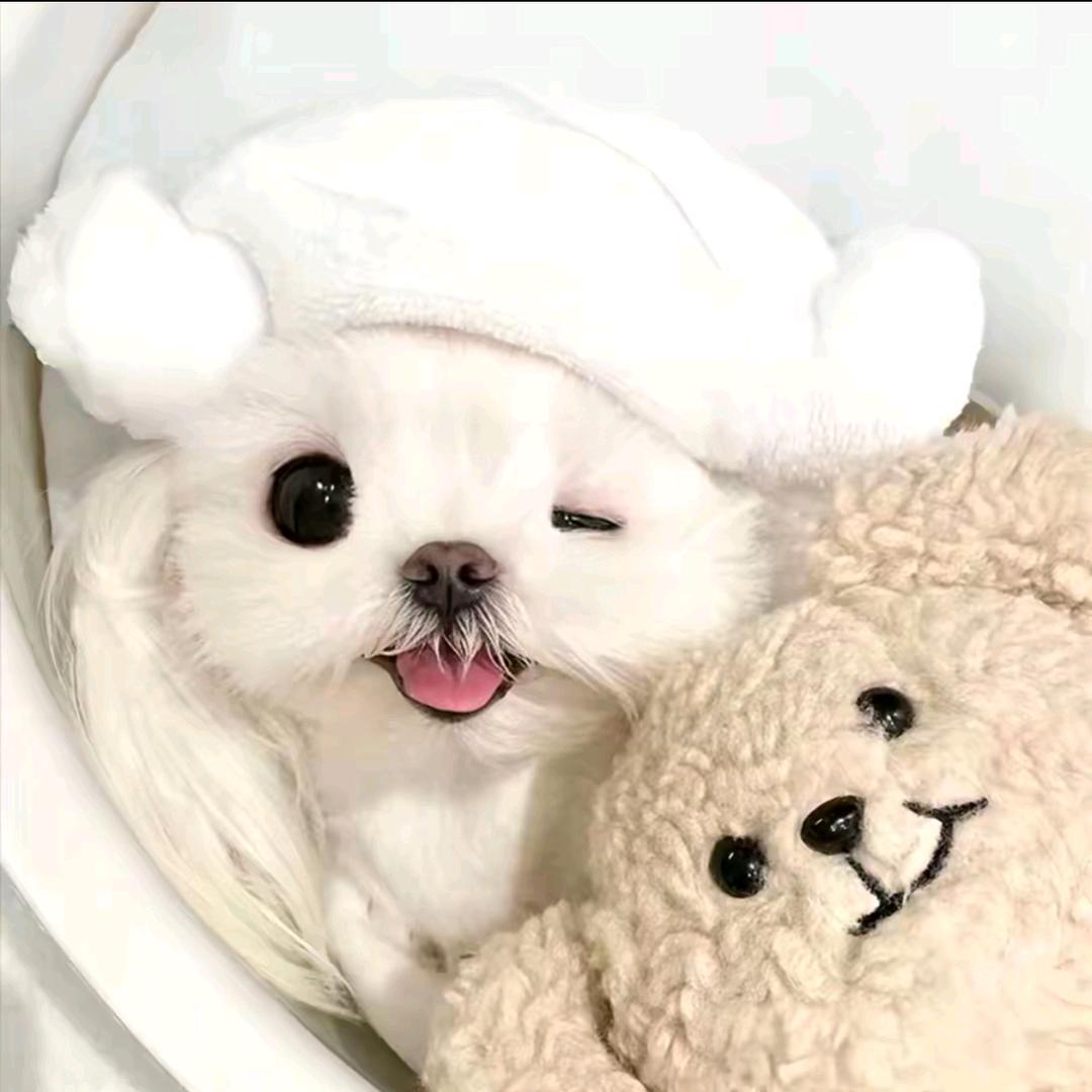 柳哥小迷弟