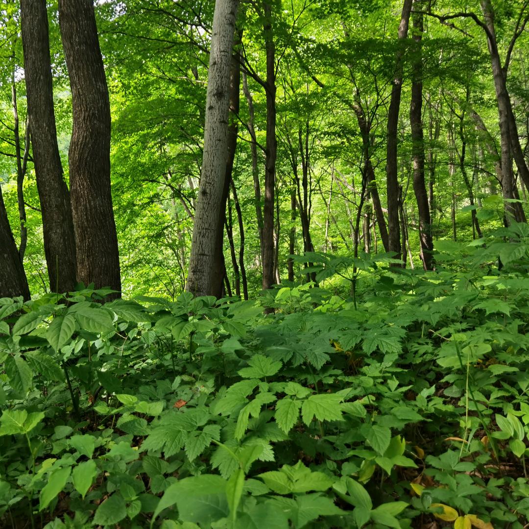 老参山滋补养生专营店授权号1