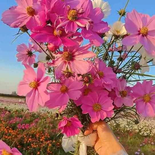 淡淡人生静静过