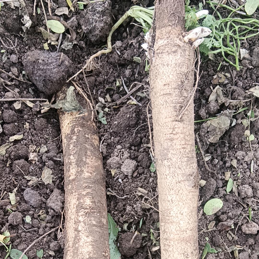 甘肃漳县种植农产品电子商务店