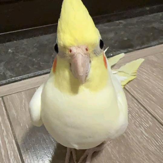 不是猫
