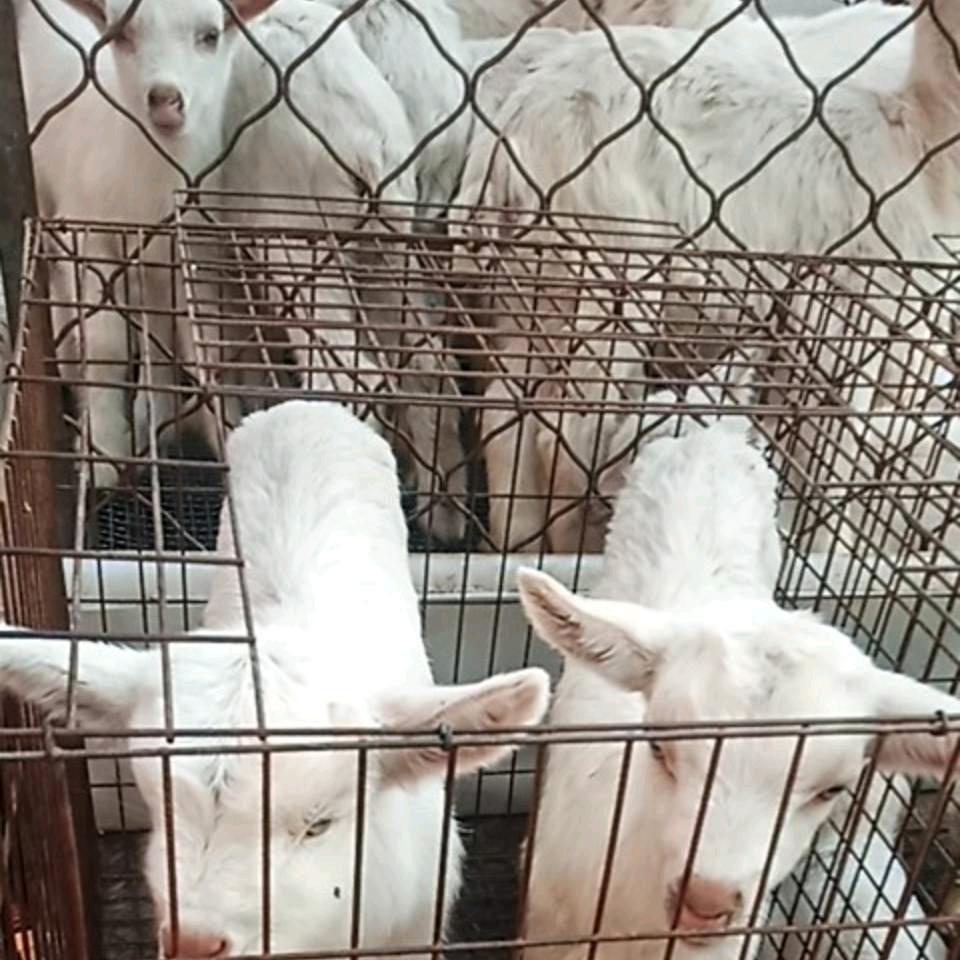 郓城羊羔专供