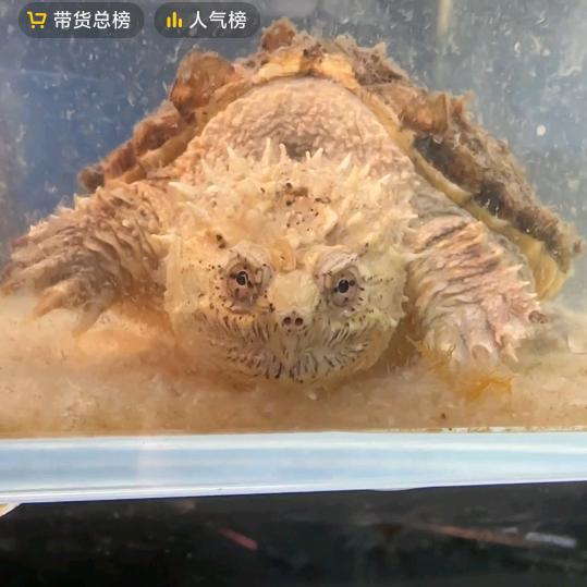 ꧔ꦿ归*꯭|꧔ꦿ途᭄