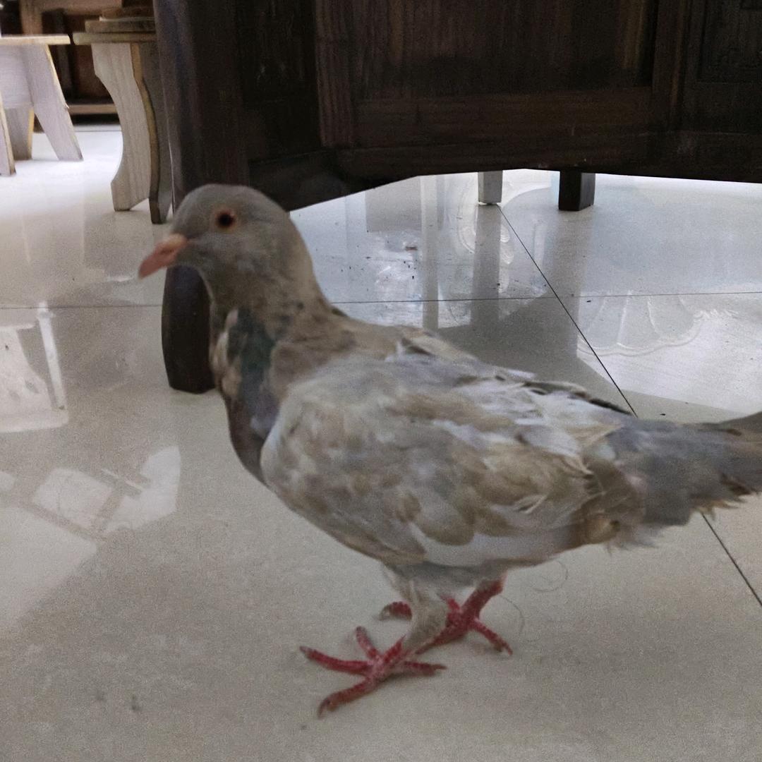 小鸽子YS丁梓皓