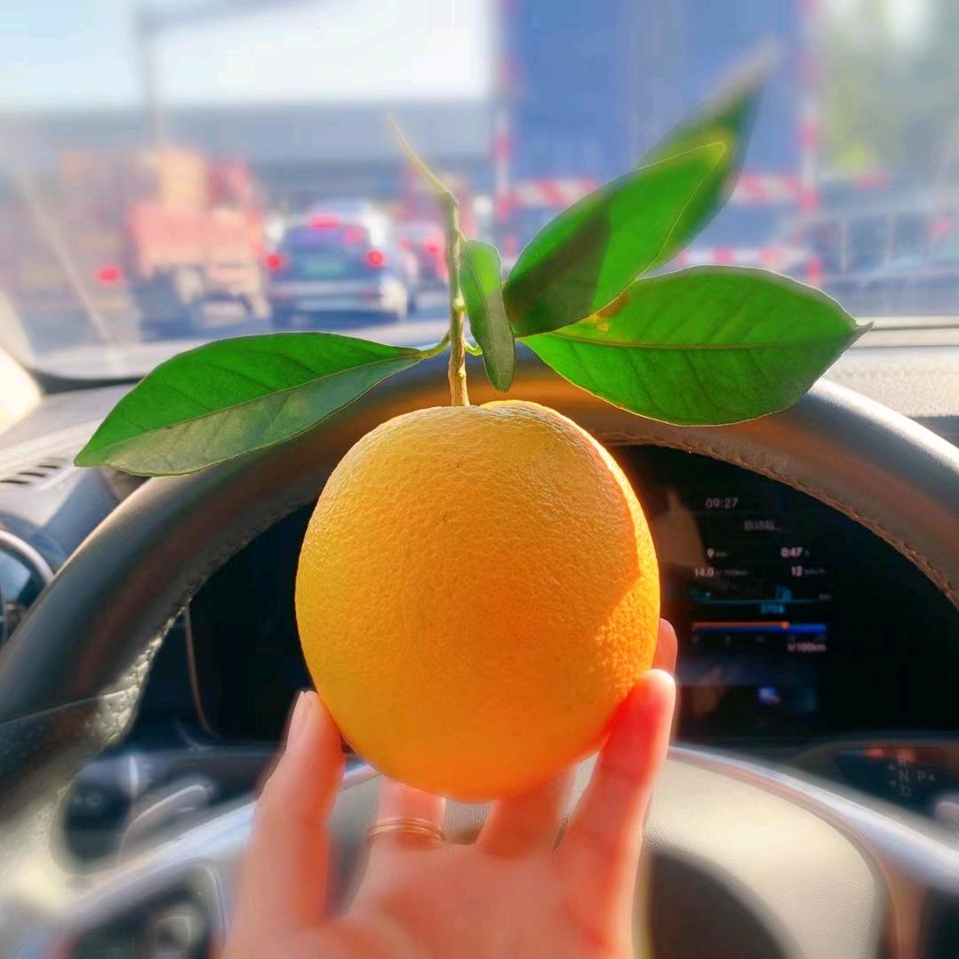 橙子的橙🍊