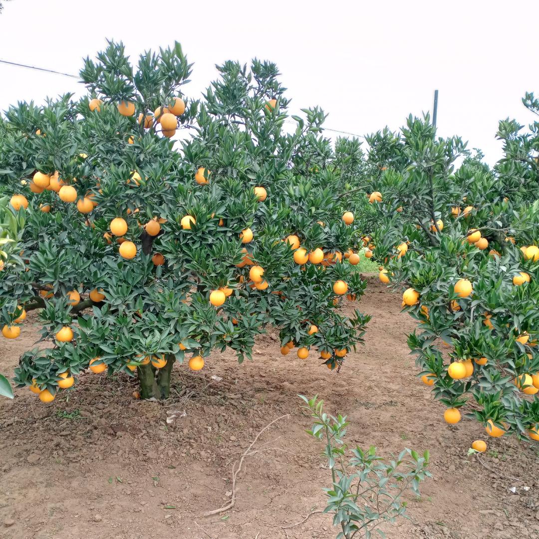 肖🍀肖🐎单身