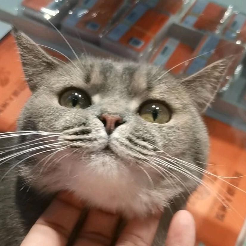 C先生说你好