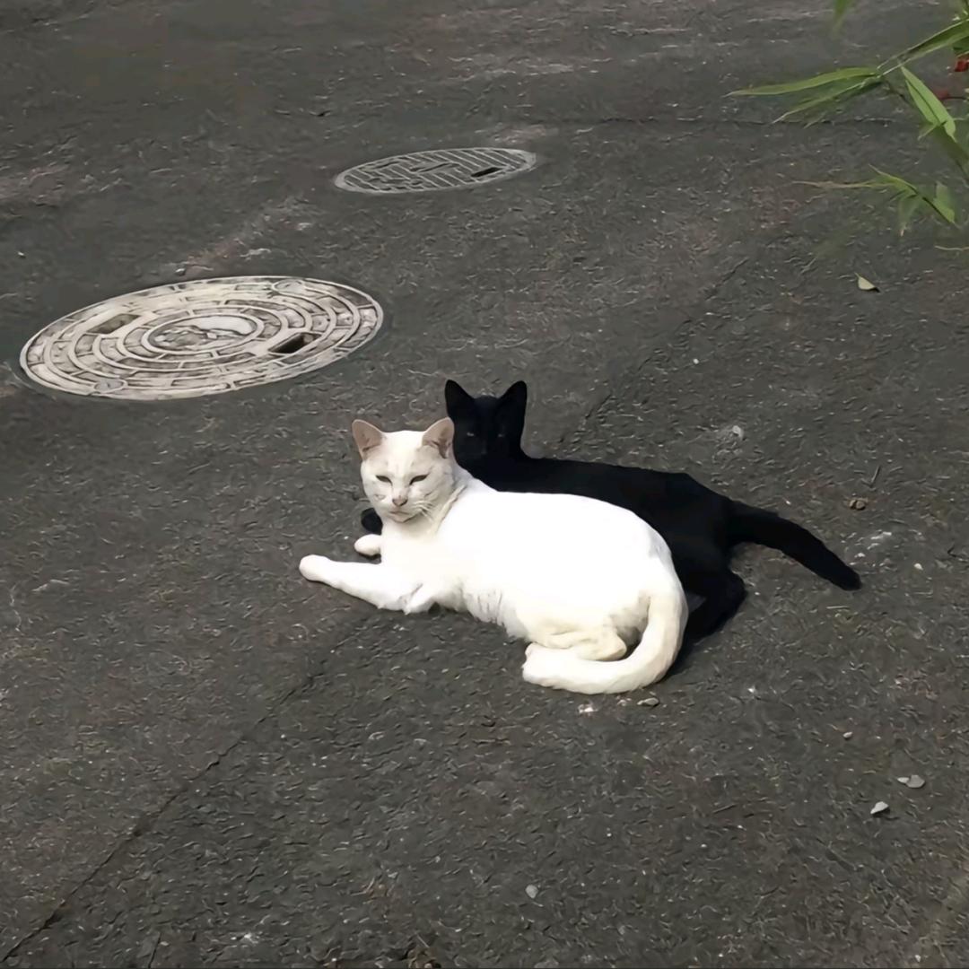 泪水打湿猪脚饭