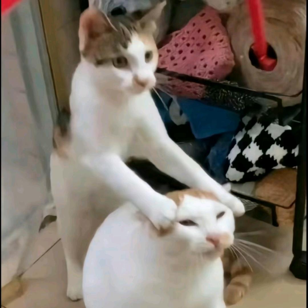 xyl
