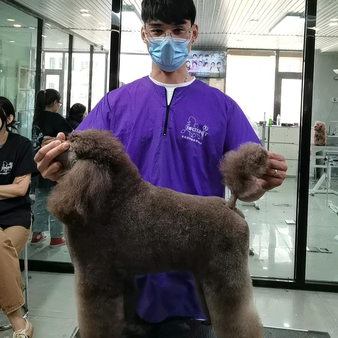 ༀ李 渔 🐱宠物美容🐶保守腰突已上岸