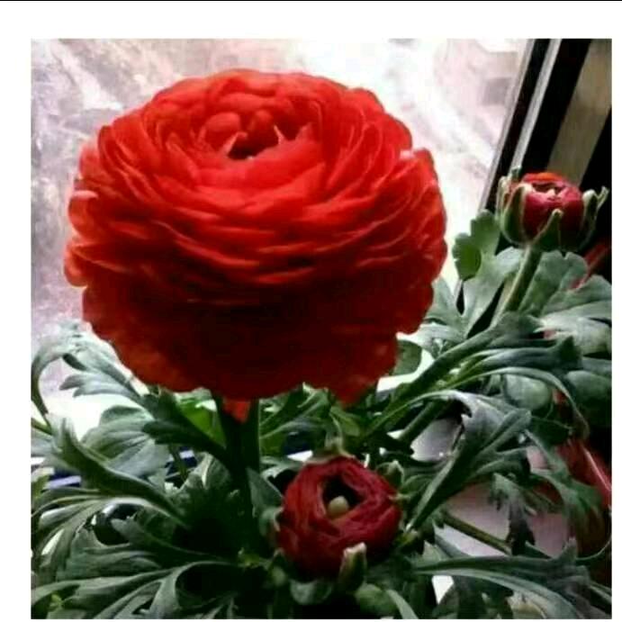 芳姐不定时直播