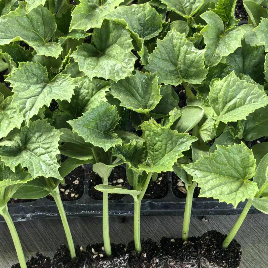 寿光花木园艺优品小铺