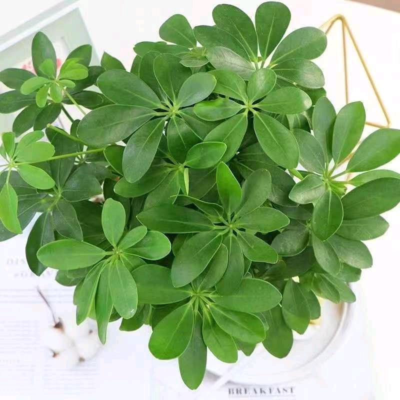 ᝬ࿆ྃ幸༊运ꦿ