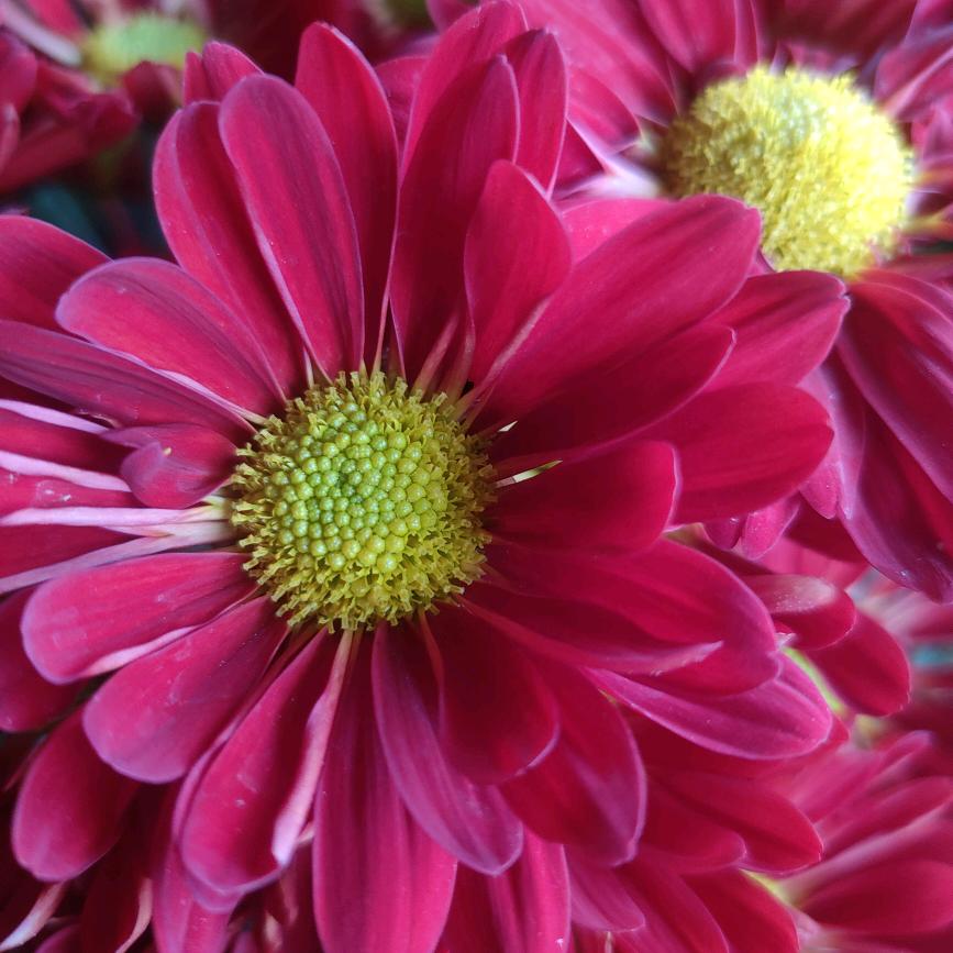 看花世界。
