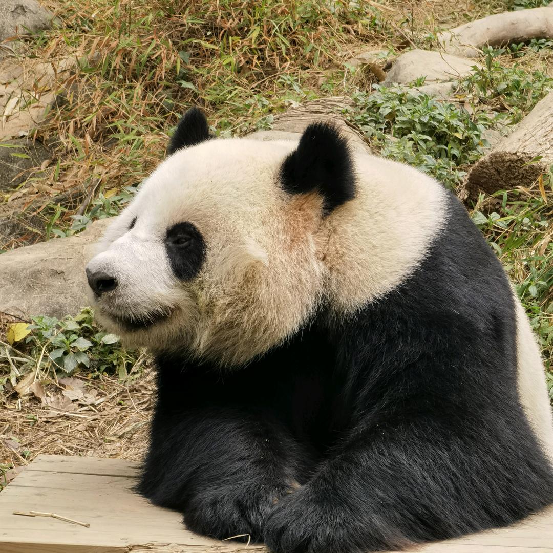 迪哥