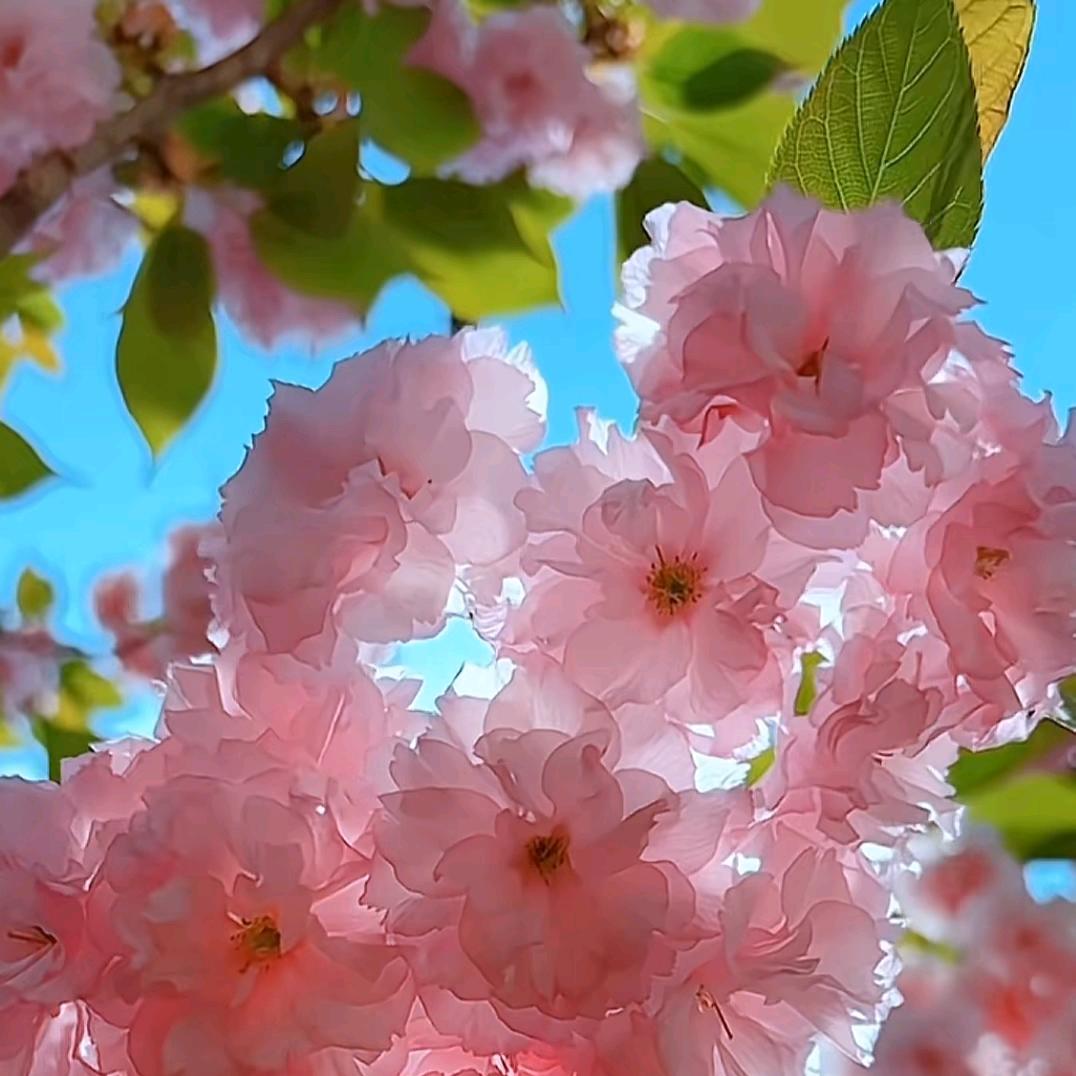 🌈繁花似锦🌸