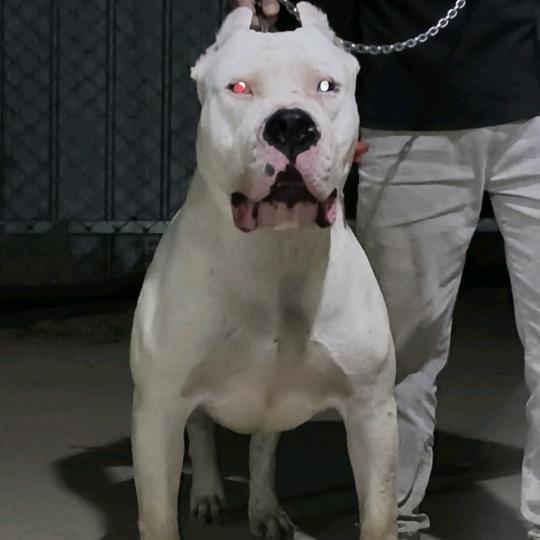 攀登者猛犬【杜高】