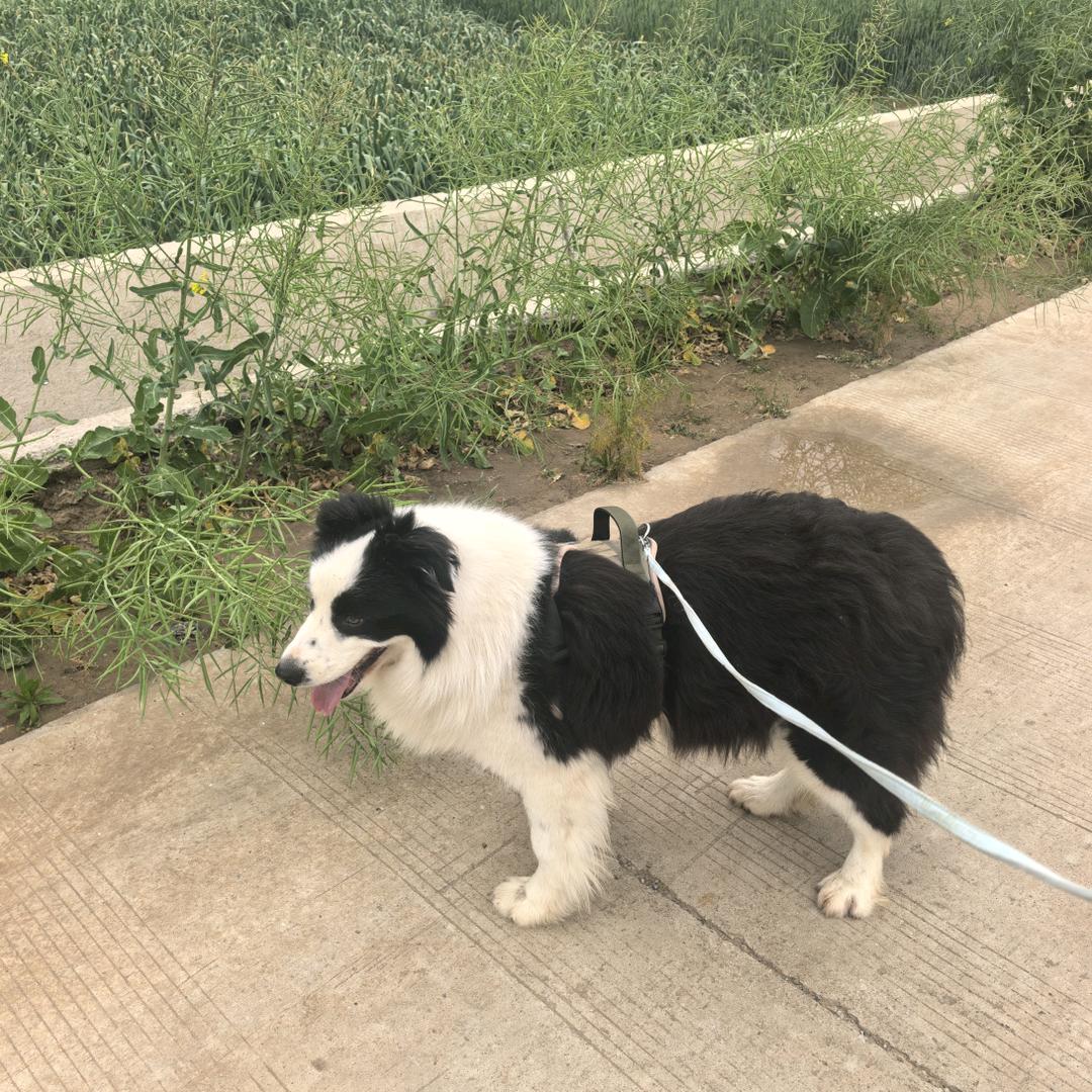 博雅犬舍（宠物）