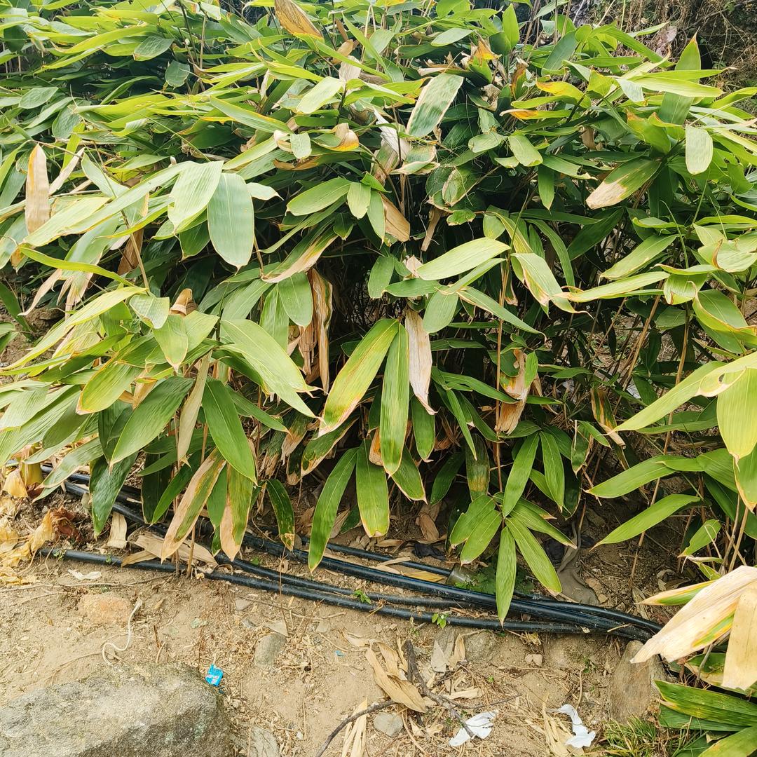 小路（真心很贵请别浪费❤️)