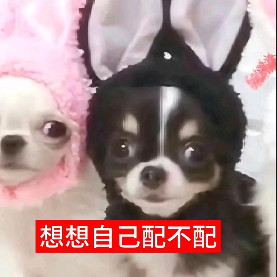 鼠生就素介样喵喵又咪咪