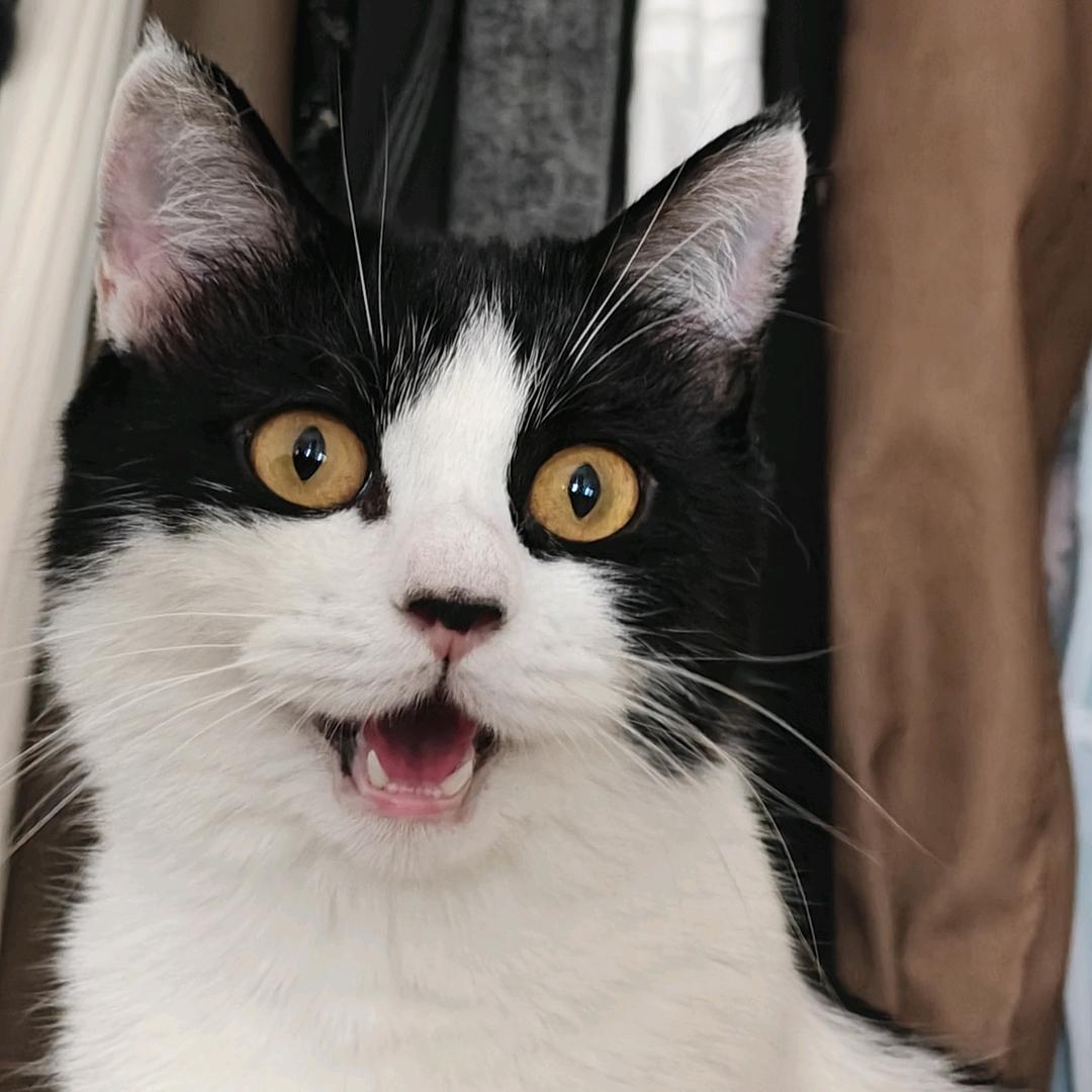 头油油油头水煮鱼