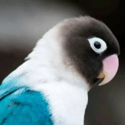 宾王盘鸟训鸟🦜