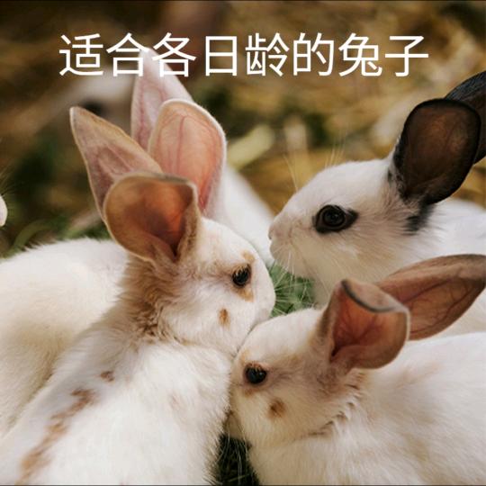 💰兔似锦
