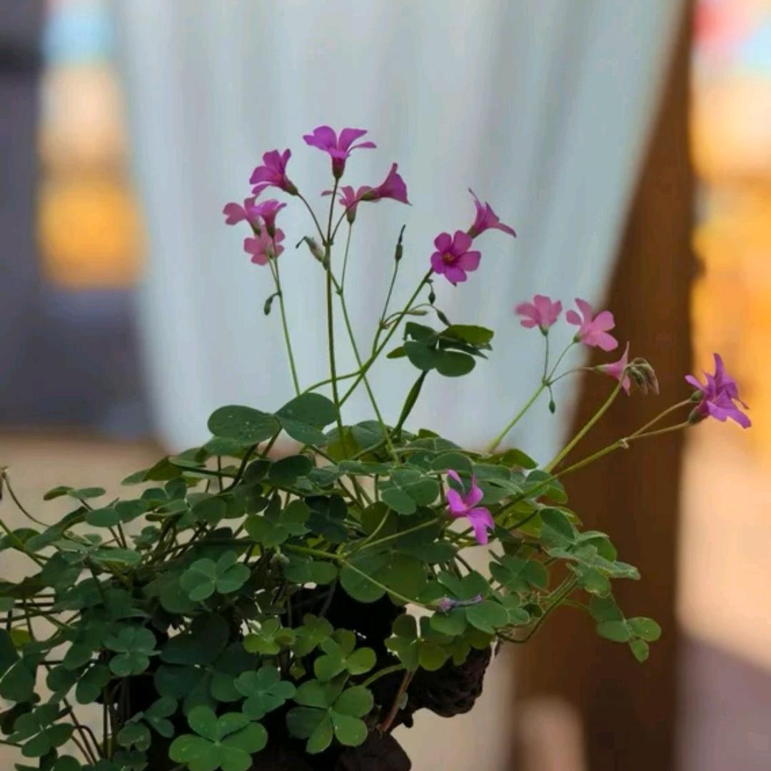 城南花已开