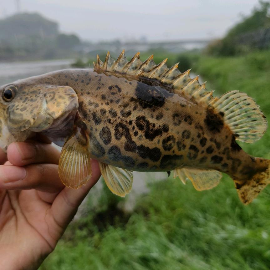 张手就来