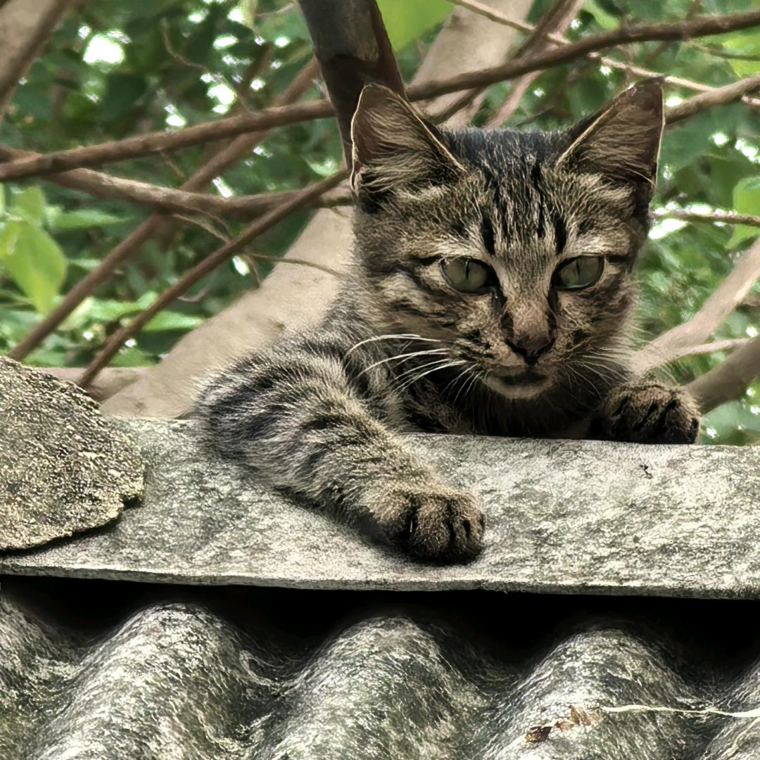 陈成