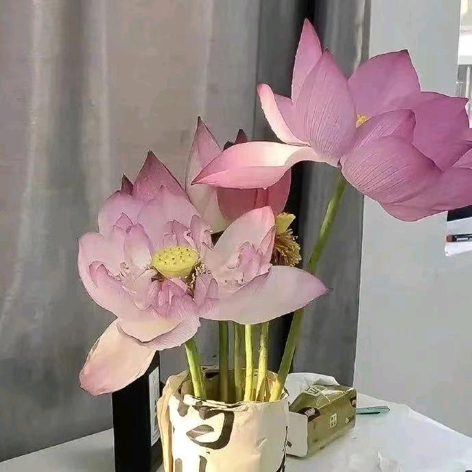 大姐花
