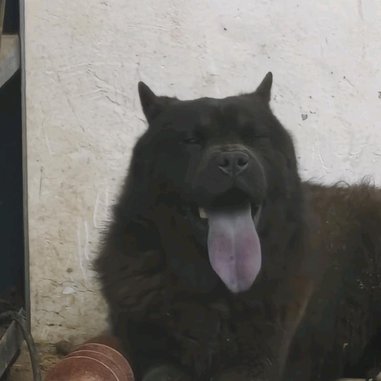 广西中华田园犬