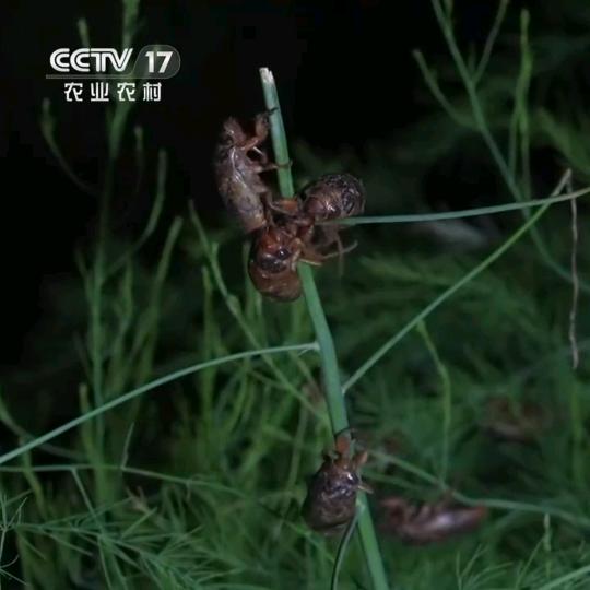 沛县金蝉培育基地
