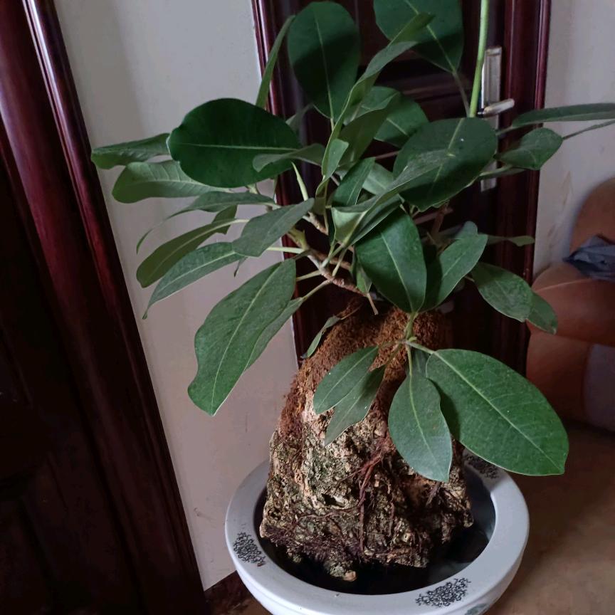 এ🌹᭨ᮩ往🌾事🍁随🌿风🍒