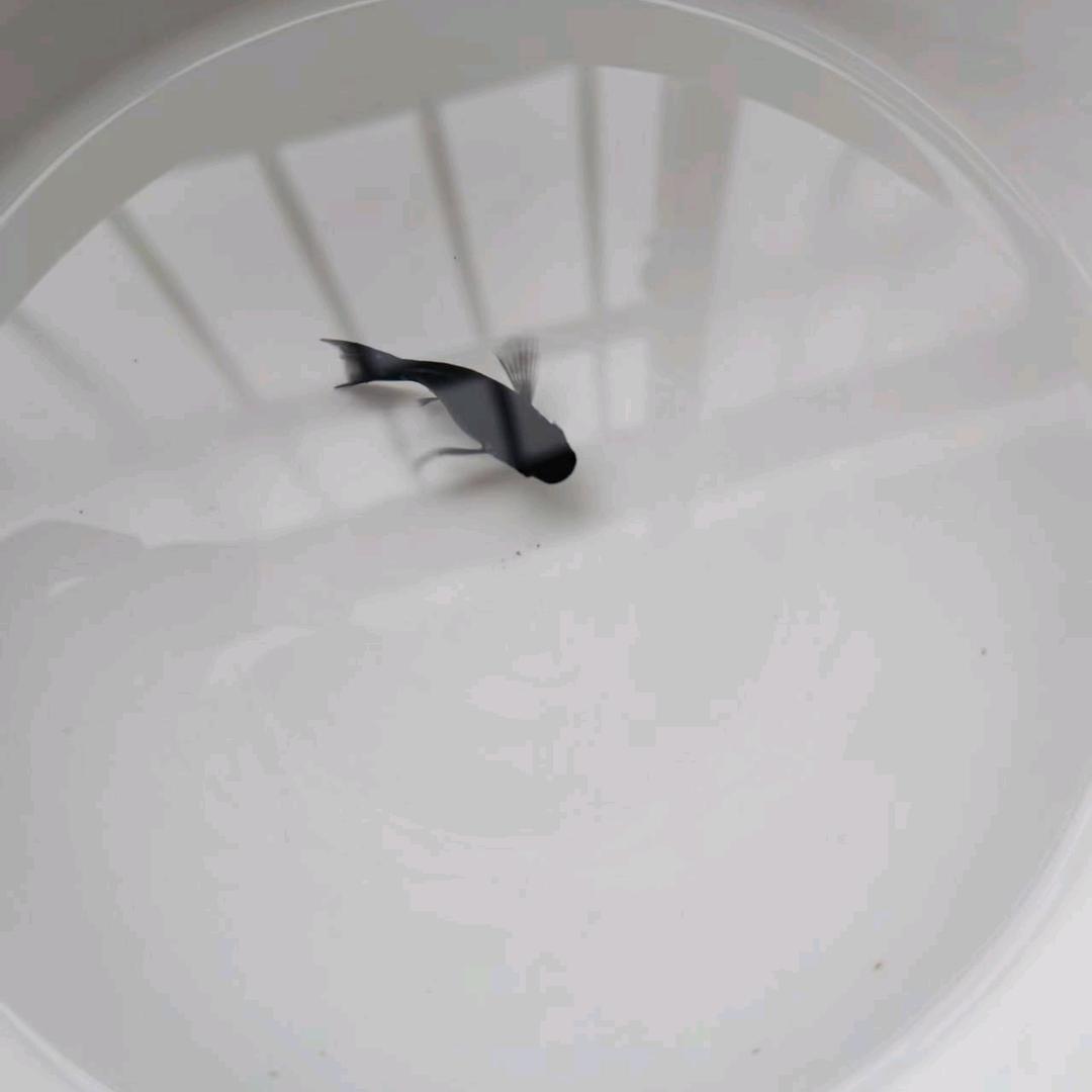 小飞