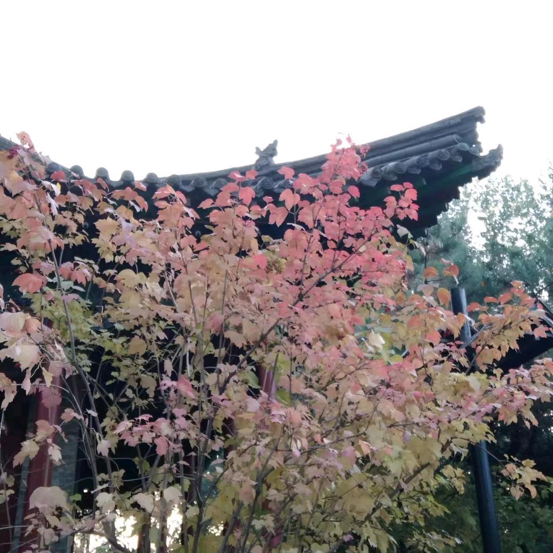 城南小陌又逢春，只见梅花不见人。