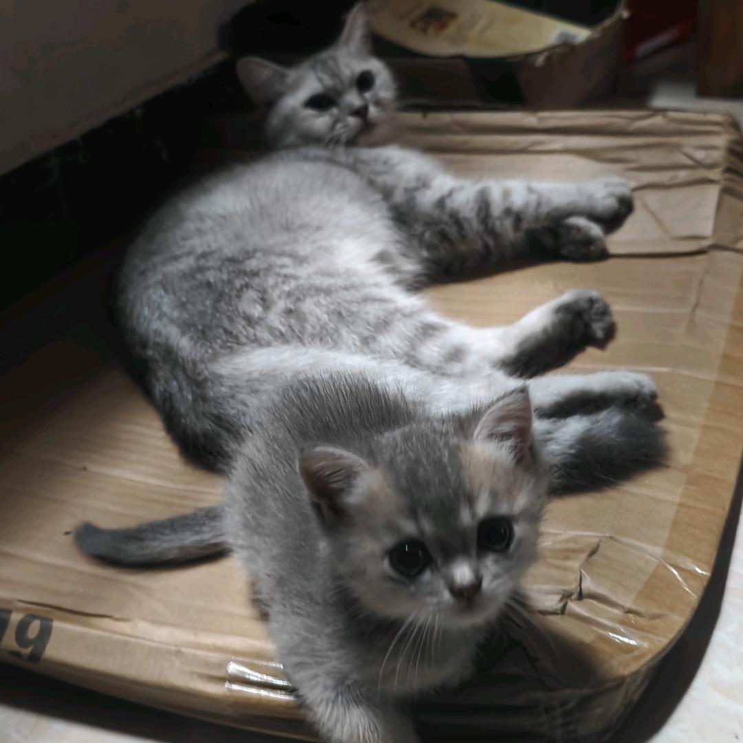 月亮与小刺猬