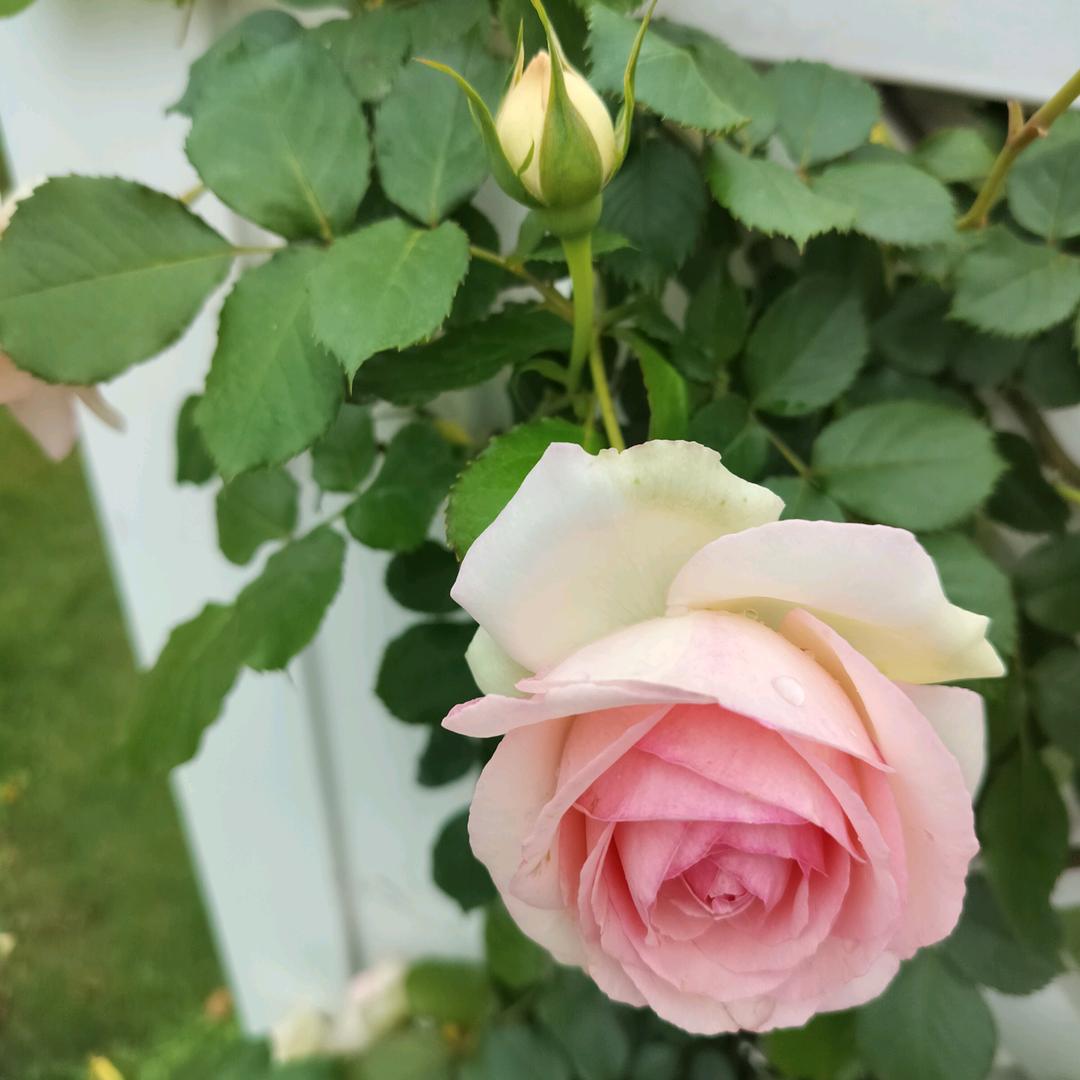 用户2348476524967我心依旧