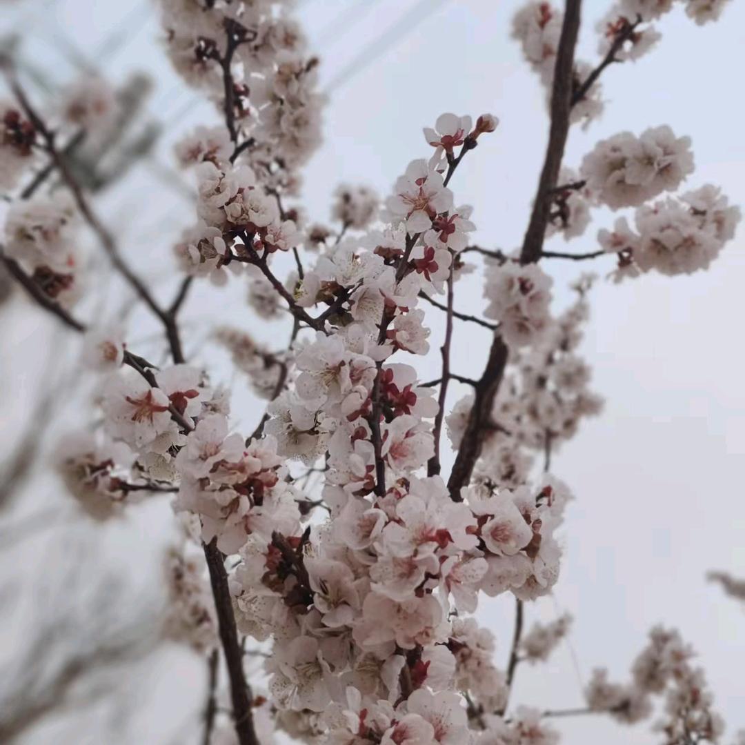 诗韵@