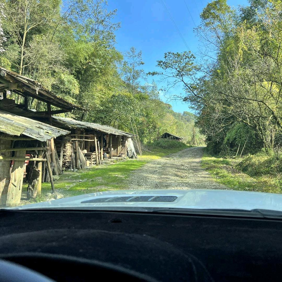 三角洲行动（大树）