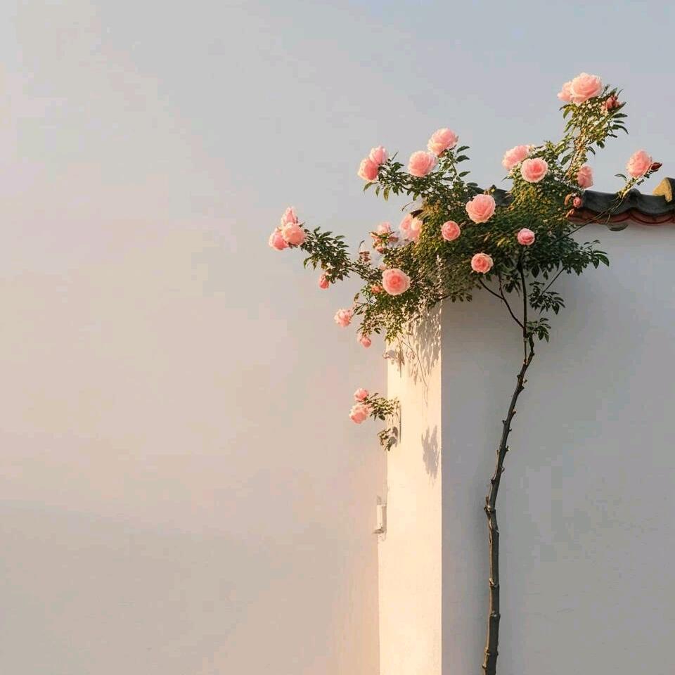 礼物