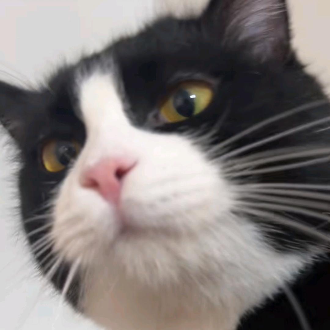 Coucou