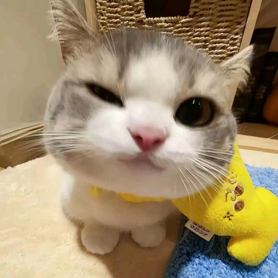 屁小剑
