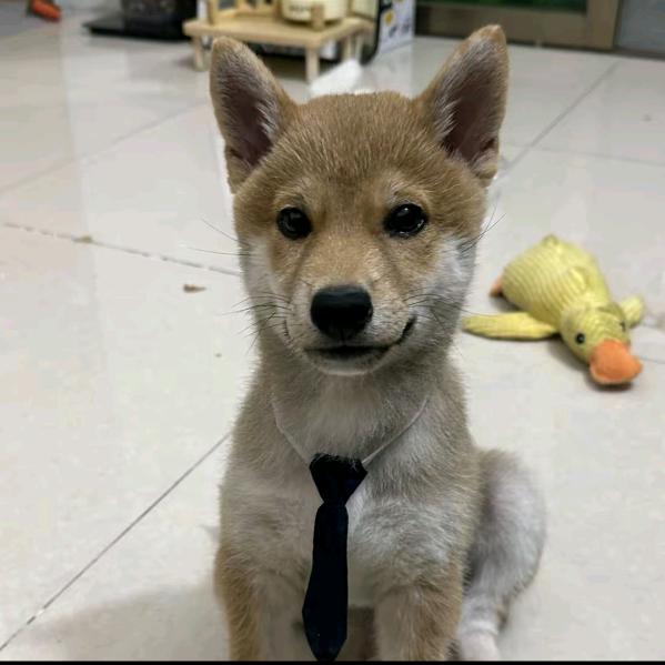 见冬