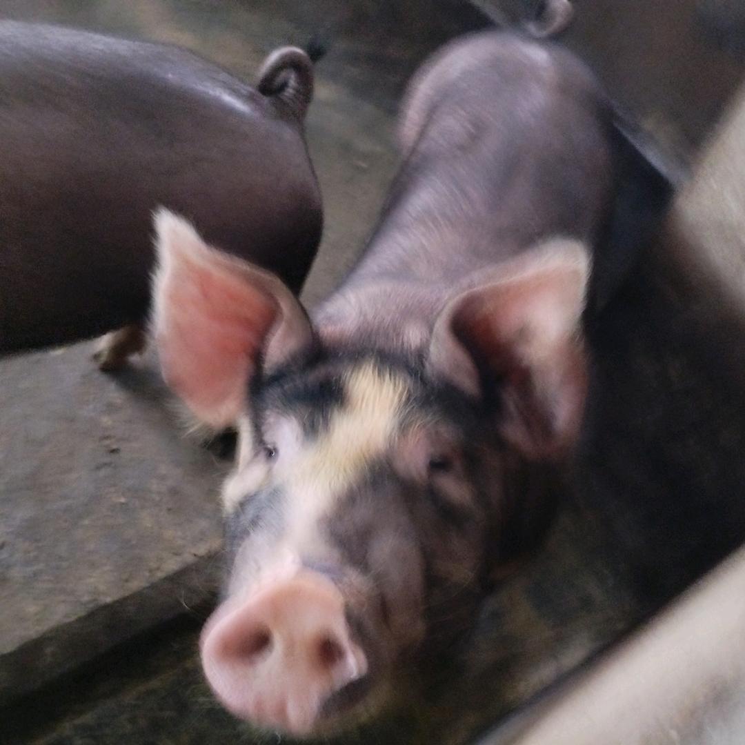 二师兄🐷🐽
