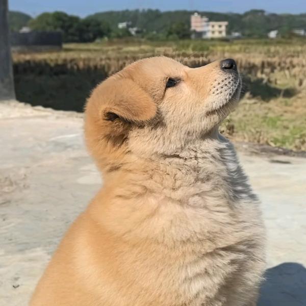 欲买桂花同载酒