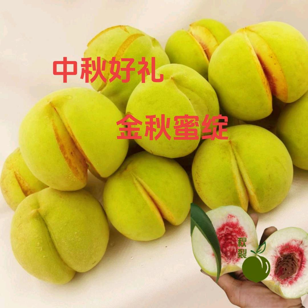 德州冰糖蜜裂桃种植基地