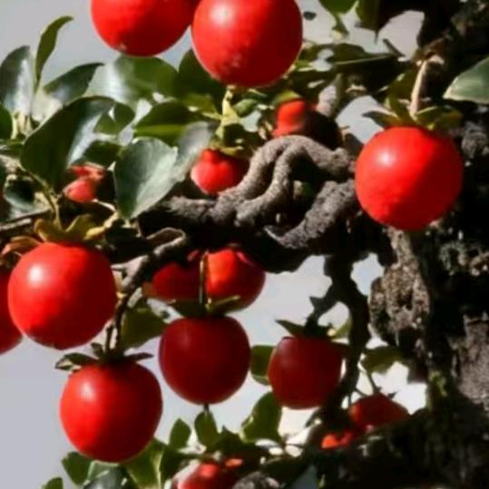 蜜蜂爱上金弹子