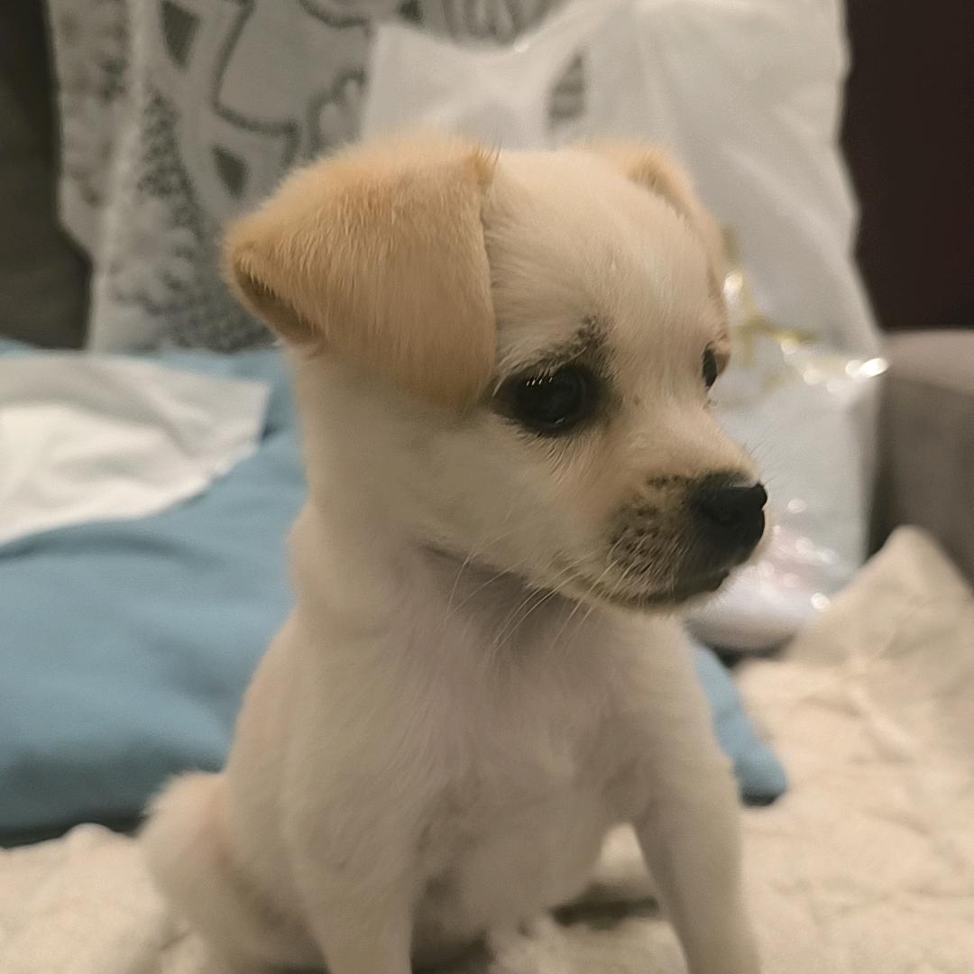 COCO是只小土狗