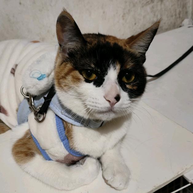 开心的日常生活